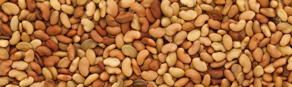 Well-leveled alfalfa field with proper drainage